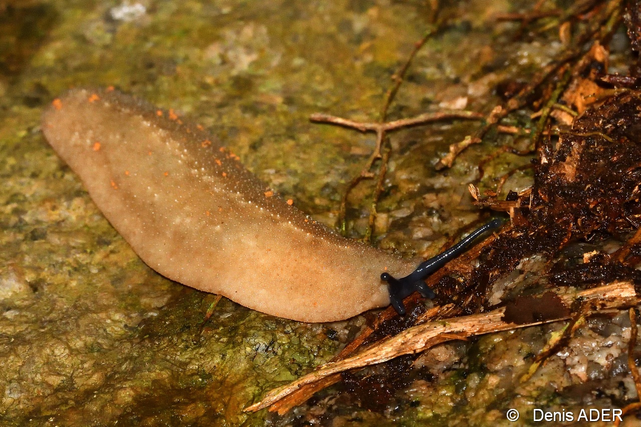 DSC_7631 Vaginula seychellensis White slug_tn.jpg